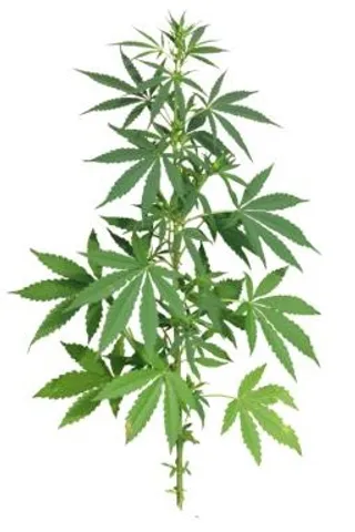 大麻PNG免抠