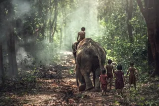 一群小孩与大象图片