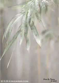 竹林风景- 水彩竹叶特写