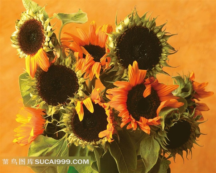 向日葵鲜花摄影素材