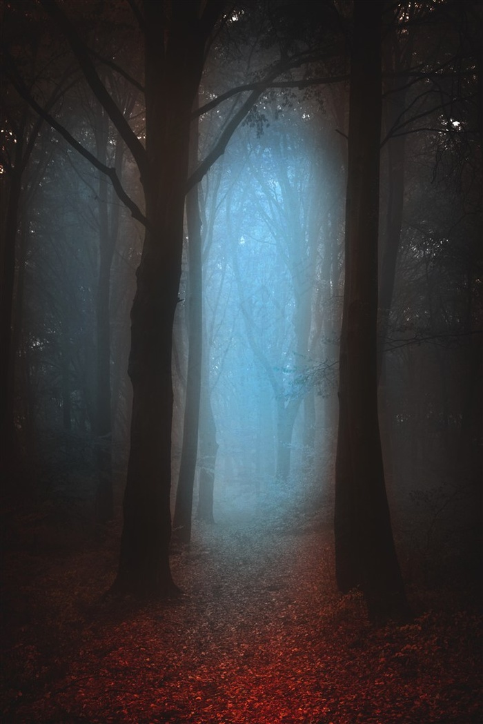 树林迷雾景色摄影图