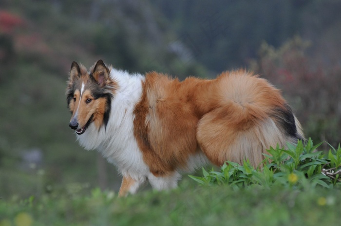 苏格兰牧羊犬图片下载