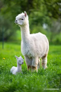 羊驼摄影图片 羊驼摄影图片