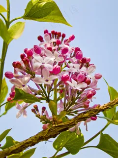 丁香花高清图片 丁香花高清图片