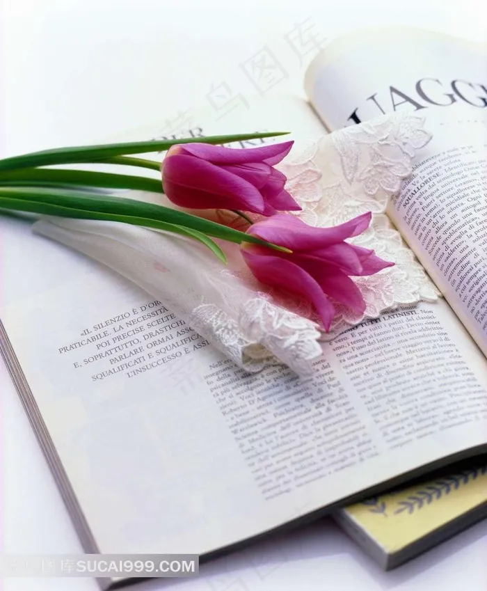 书本上的郁金香摄影