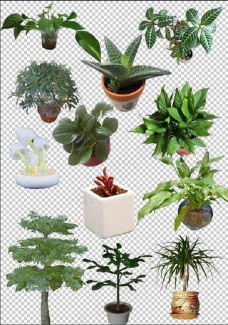 植物盆景免扣素材