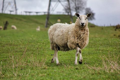 苏格兰绵羊图片