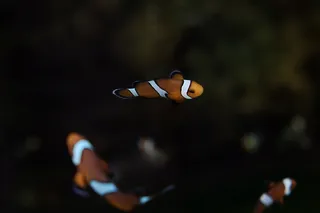 关于小丑鱼的图片