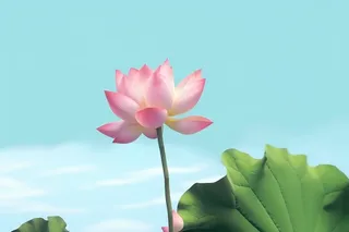 清新阳光荷花荷叶天空白云背景