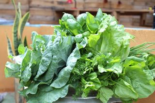 新鲜绿色青菜图片