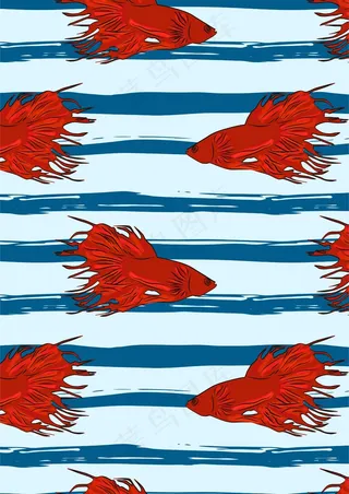 红色斗鱼 观赏鱼