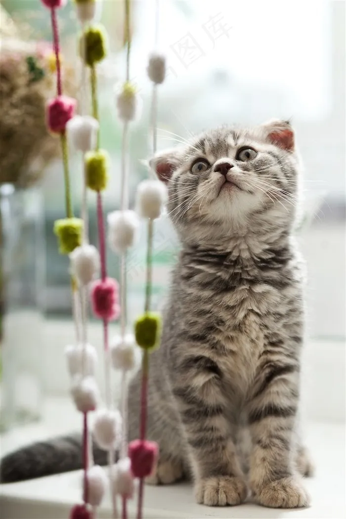 一只抬着头的小猫