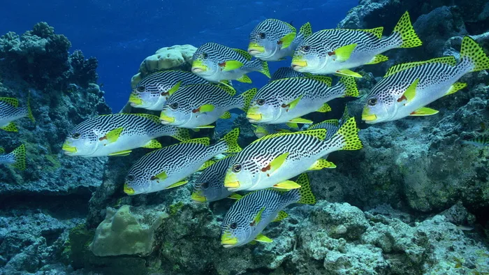 海下鱼群 