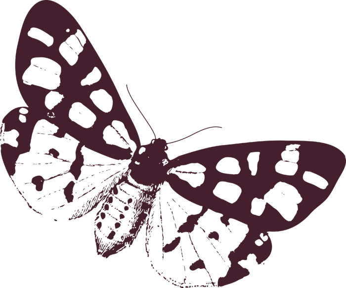 卡通动画动画蝴蝶免扣PNG手绘插画图片素材 (157)