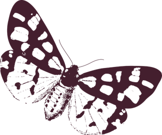 卡通动画动画蝴蝶免扣PNG手绘插画图片素材 (157)