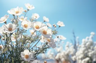 白色的花朵近景聚焦拍摄摄影图