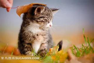 可爱宠物小猫咪