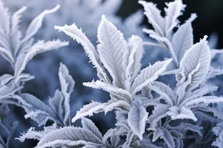 白霜挂满植物枝头冬天雾凇摄影图
