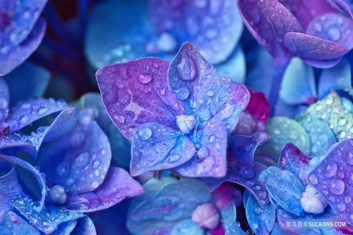 美丽梦幻蓝色绣球花微距特写摄影花卉图片大全
