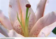 花卉特写-漂亮的百合花