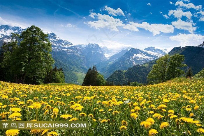 鲜花远山风景图片