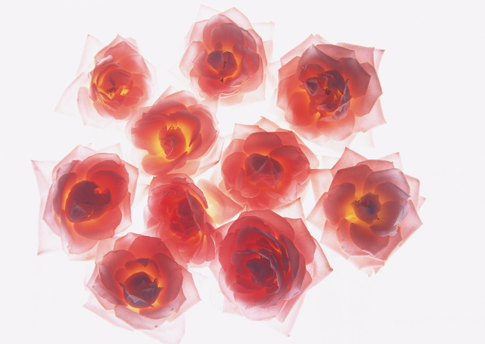花团锦簇三玫瑰