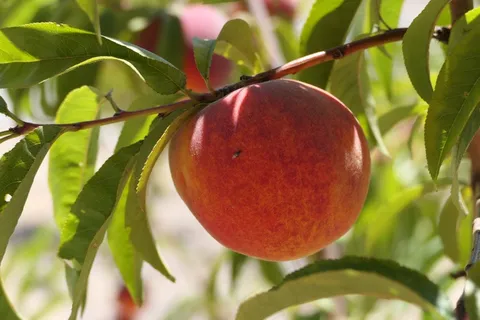 成熟新鲜水蜜桃图片 成熟新鲜水蜜桃图片