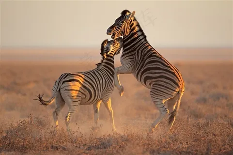 打架的斑马摄影素材 打架的斑马摄影素材
