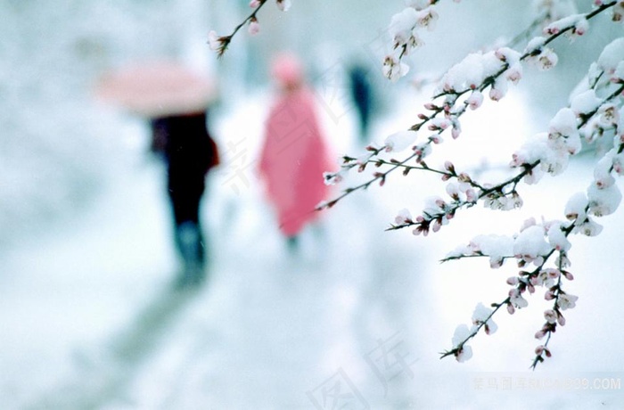 大雪纷飞梅花鲜花图片