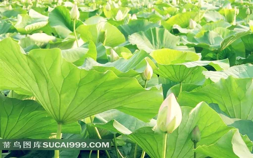 荷塘莲语-荷叶和含苞的莲花 荷塘莲语-荷叶和含苞的莲花