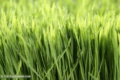 麦田幼苗高清植物图片 麦田幼苗高清植物图片