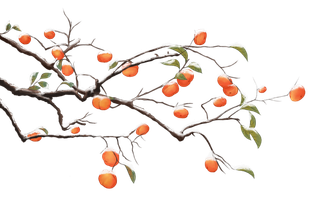 免抠柿子树素材