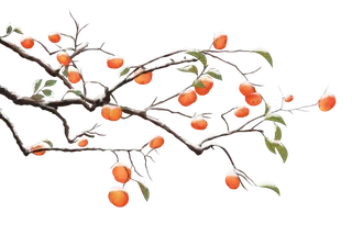 免抠柿子树素材