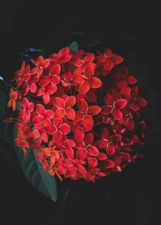 红色龙船花图片