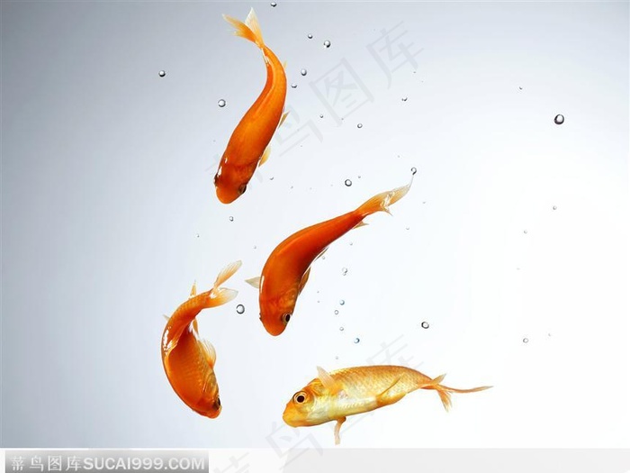 四只金鱼