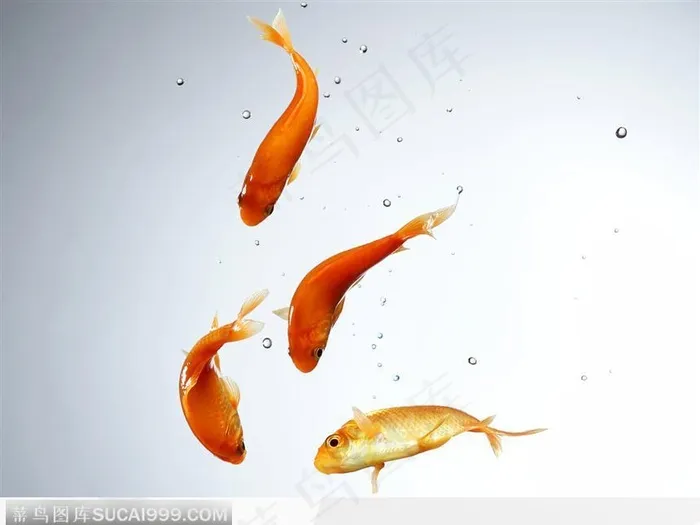 四只金鱼