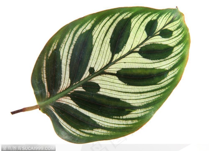 漂亮树叶-雕刻精美的树叶