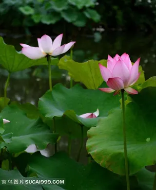 高洁美丽的荷花图片