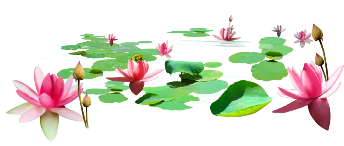 荷塘荷花国风