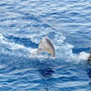 海洋海豚摄影素材海洋生物