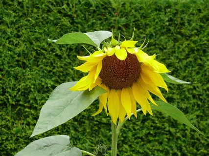 向日葵植物特写
