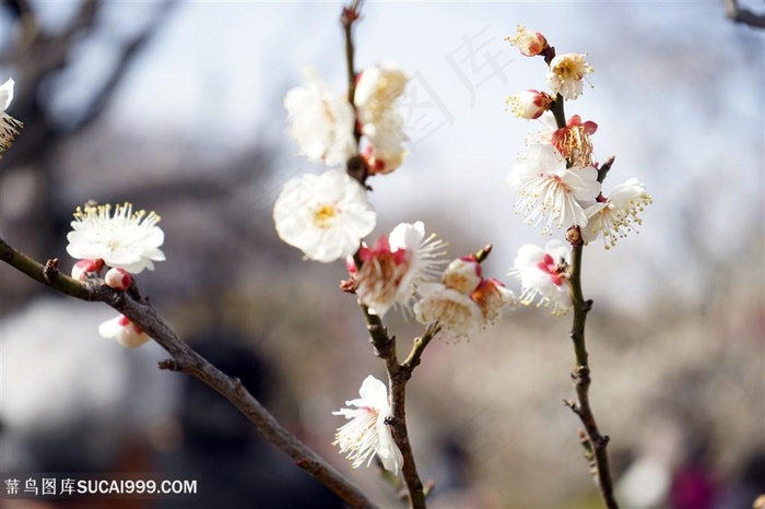 高清唯美白色梅花鲜花图片