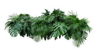 树木树枝树叶免扣素材