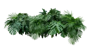 树木树枝树叶免扣素材