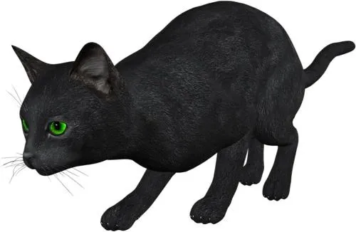 猫png图像,免费下载图片,小猫免抠(439x527)