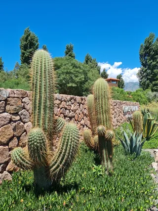 绿色仙人掌仙人球摄影素材