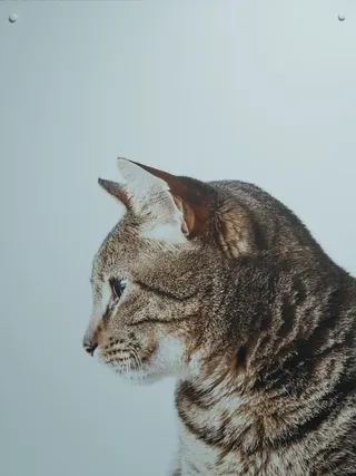 可爱猫咪猫猫摄影素材