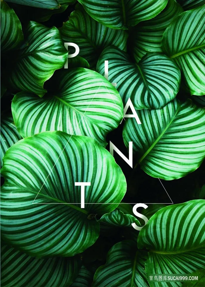 高清树叶植物叶子装饰画