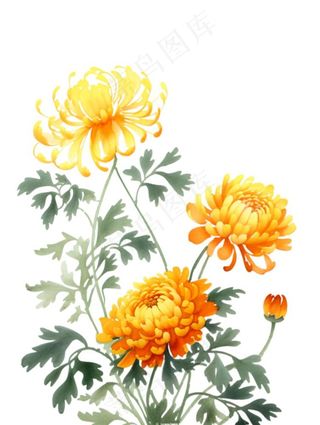 金菊菊花水彩画免抠