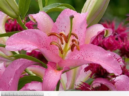 侧面看粉红色百合花